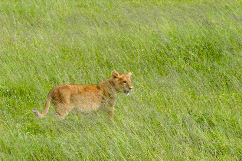 Lion Cub In Grass